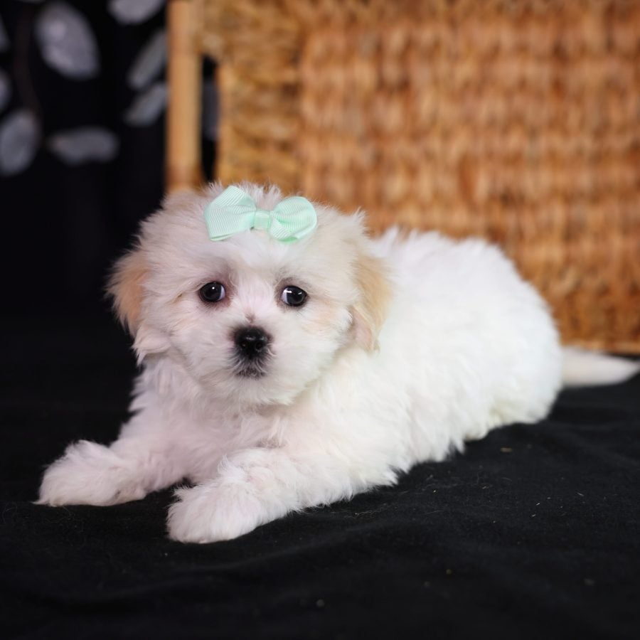 shichon teddy bear puppies for sale pa