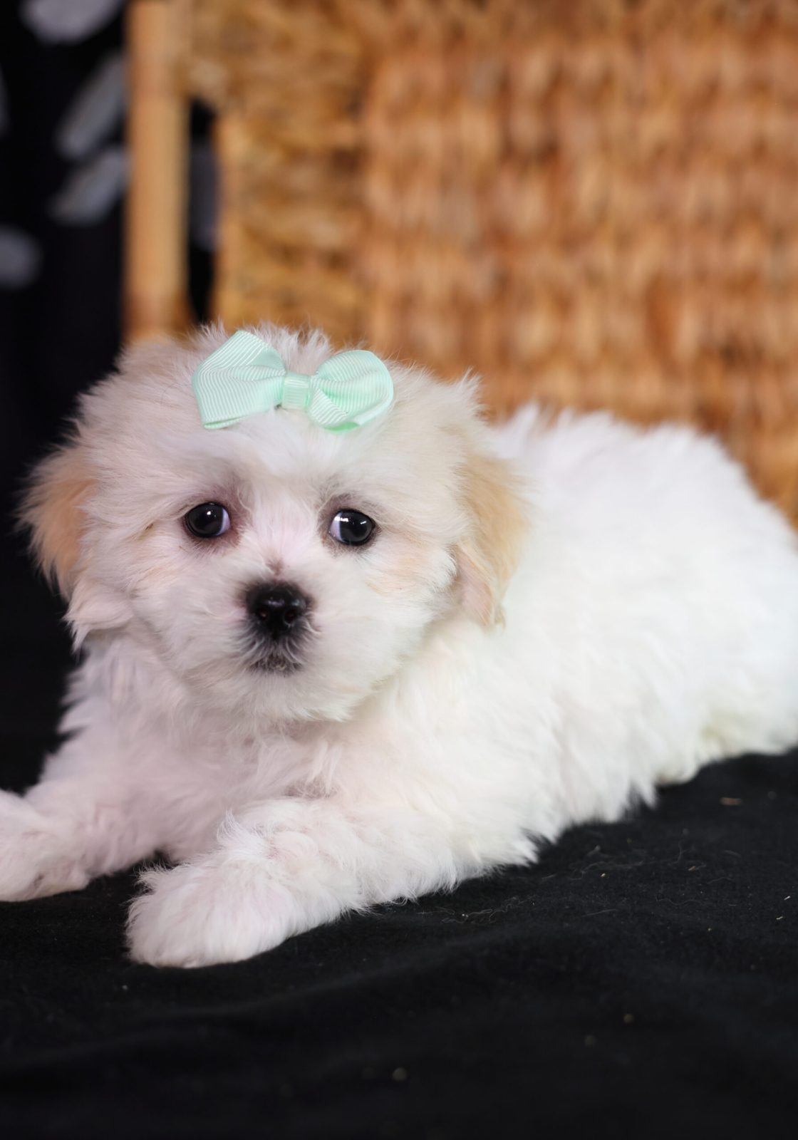 shichon teddy bear puppies for sale pa