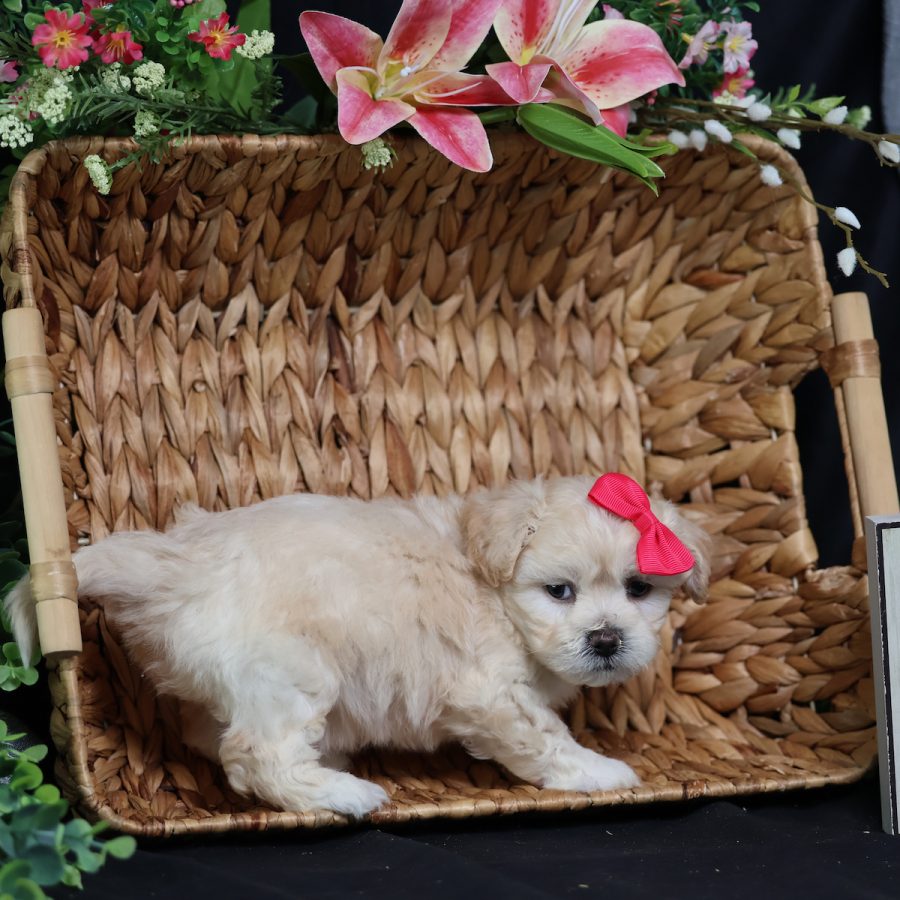 shichon teddy bear puppies for sale