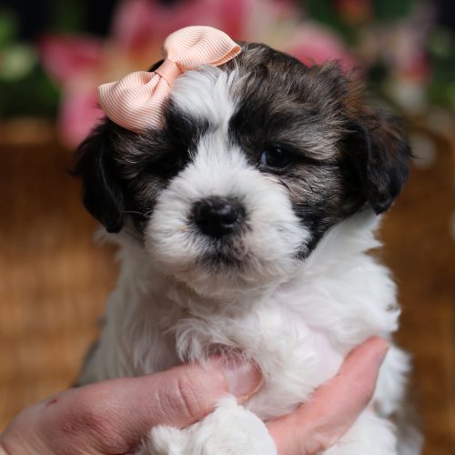 shichon teddy bear puppy for sale