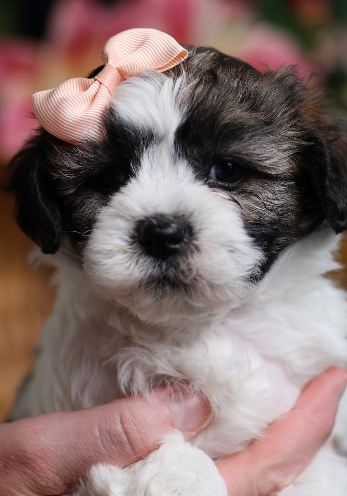 shichon teddy bear puppy for sale