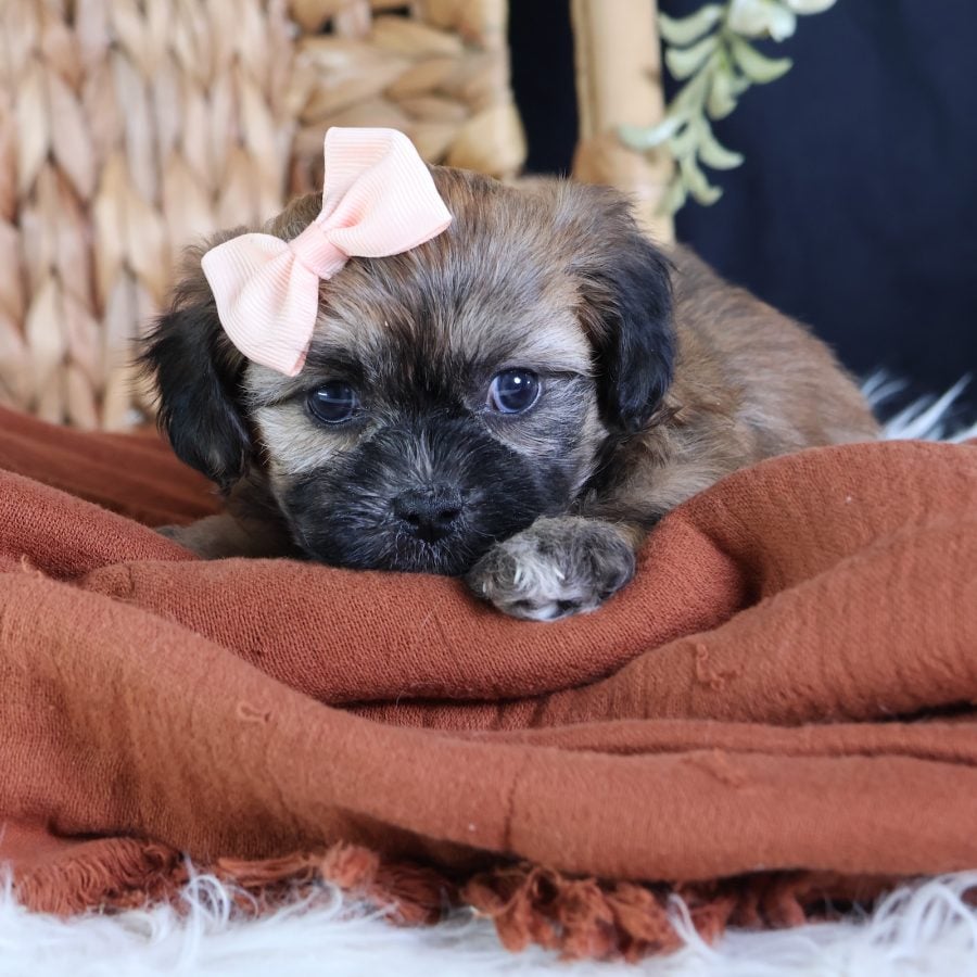 shichon teddy bear puppies for sale