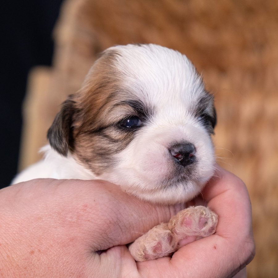shichon teddy bear puppies for sale