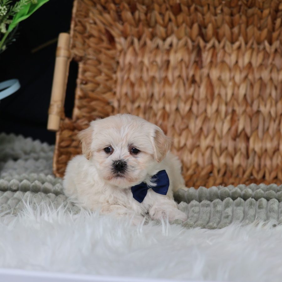 shichon teddy bear puppies for sale