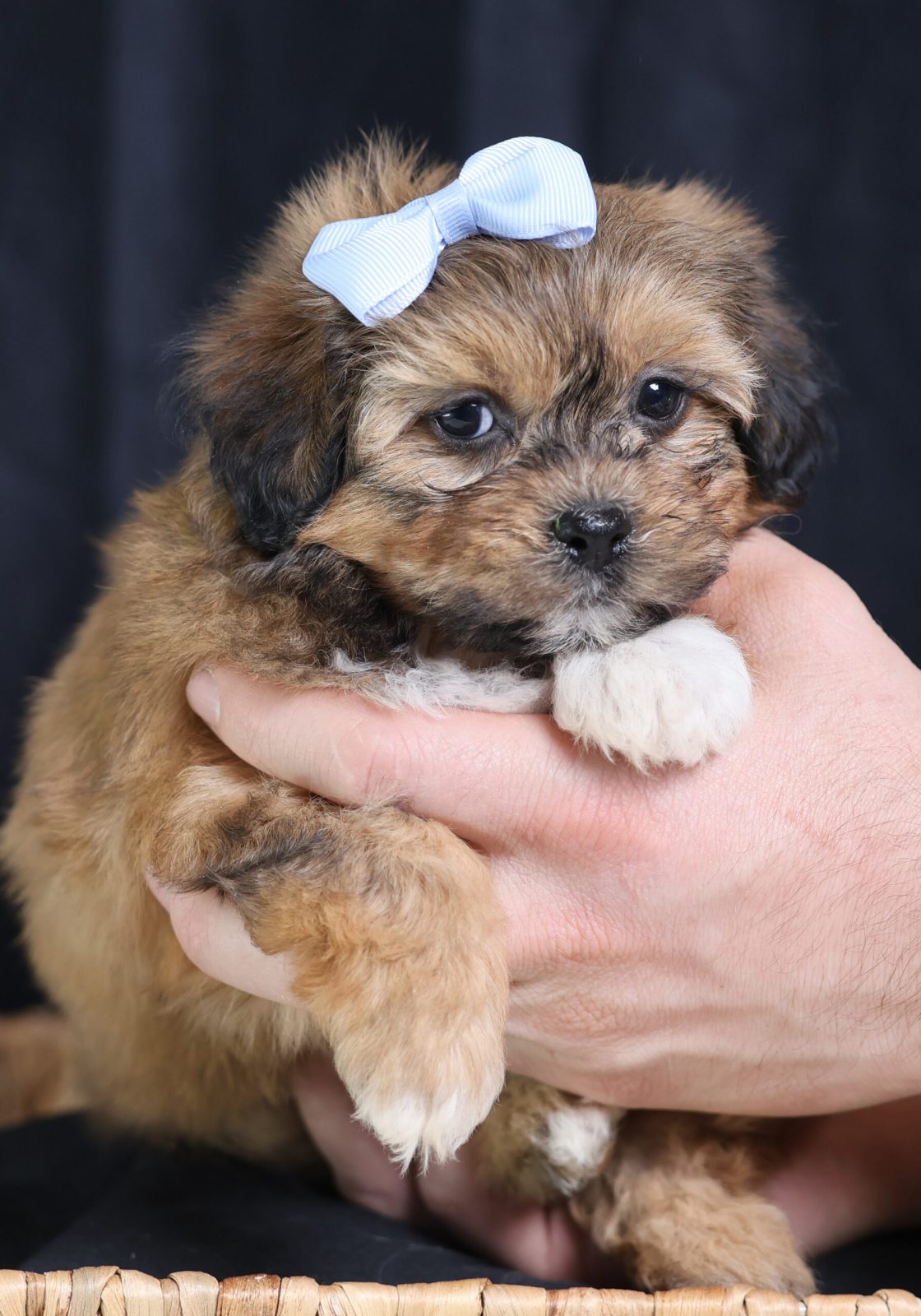 Mini teddy bear puppies for sale