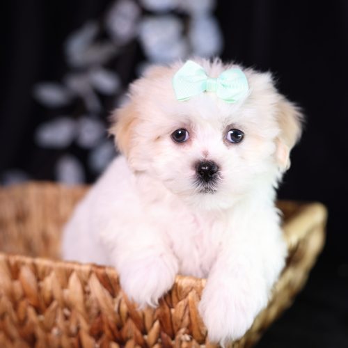 shichon teddy bear puppies for sale