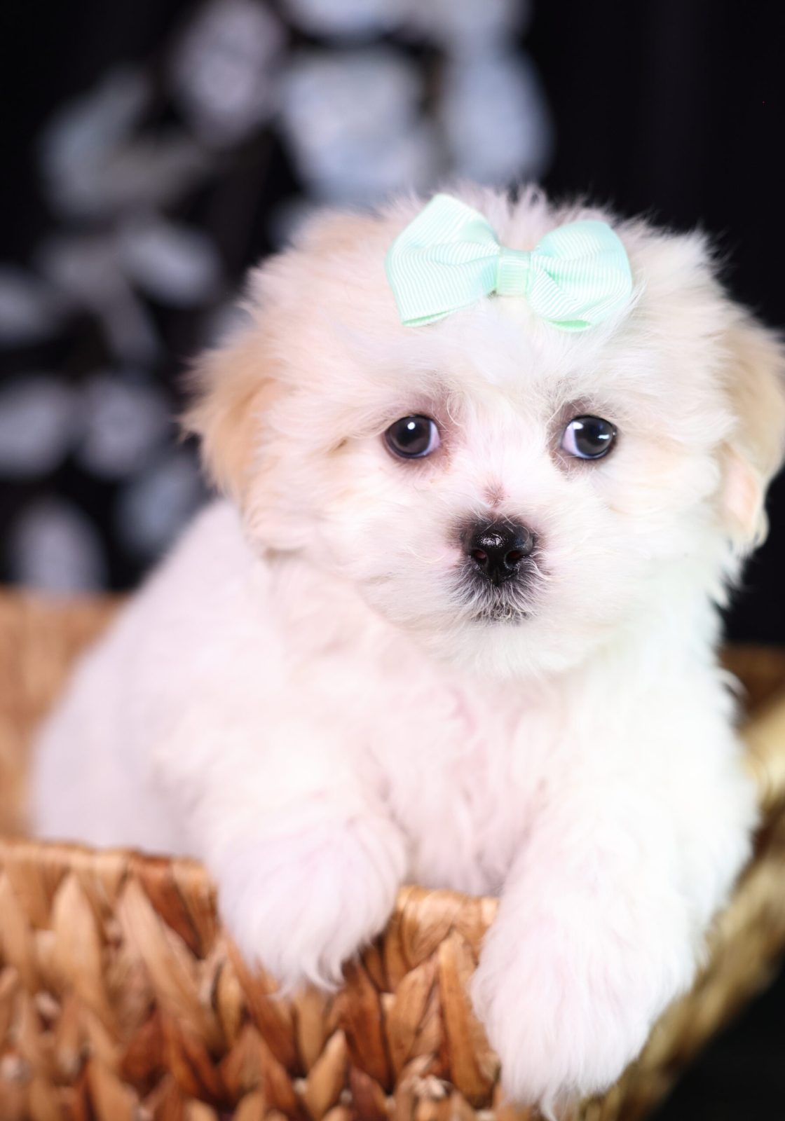 shichon teddy bear puppies for sale