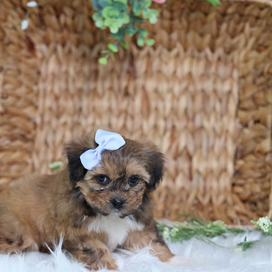 shichon teddy bear puppies for sale(1)