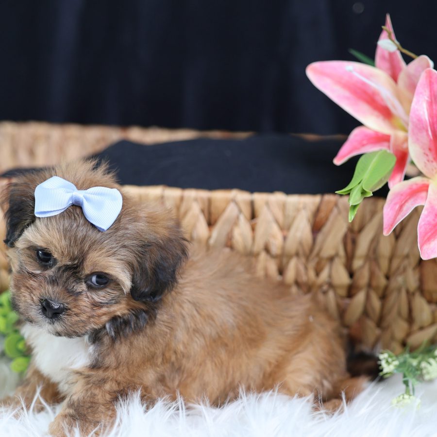 shichon teddy bear puppies for sale