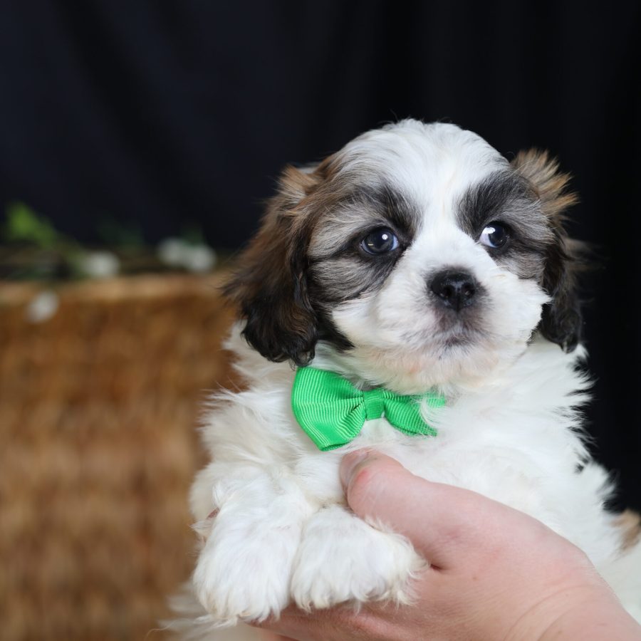 shichon teddy bear puppies near me