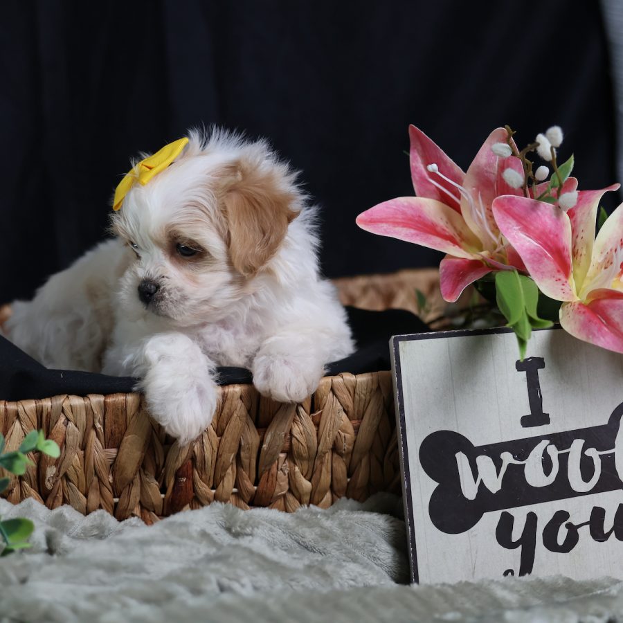 shichon teddy bear puppies