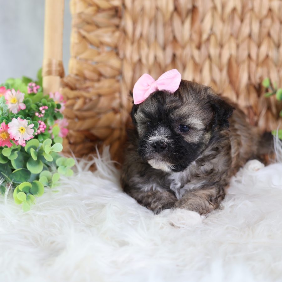 shichon teddy bear puppies