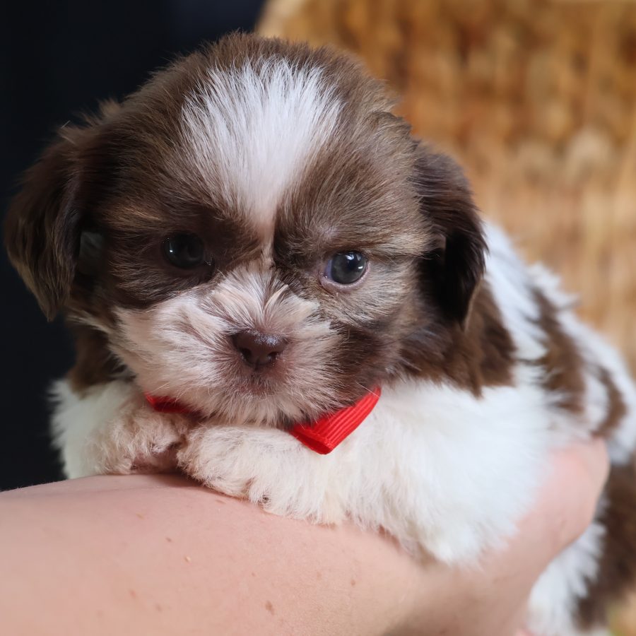 shichon teddy bear puppies