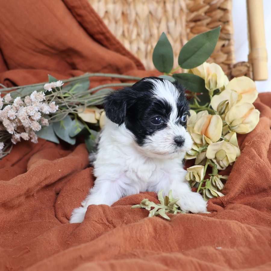 shichon teddy bear puppies