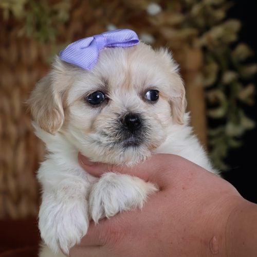 shichon teddy bear puppies