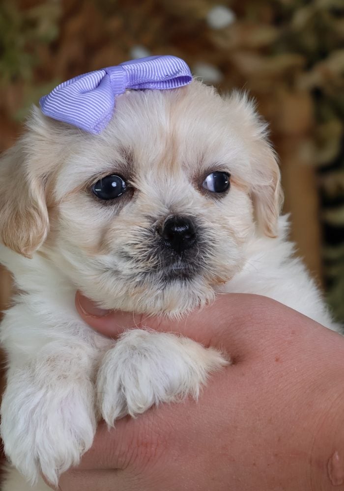 shichon teddy bear puppies