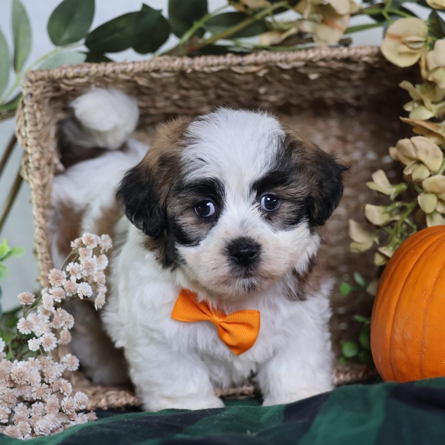 shichon teddy bear puppies
