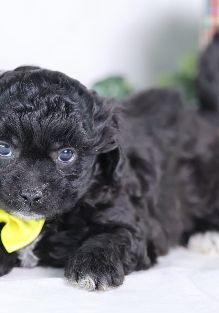 shichon teddy bear puppies