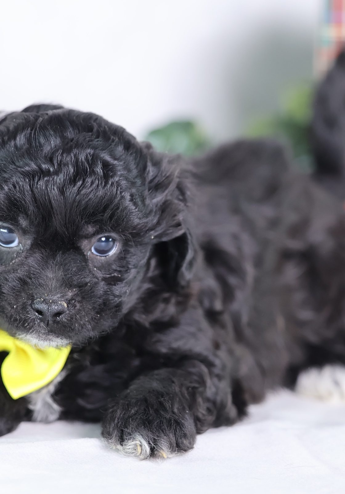 shichon teddy bear puppies