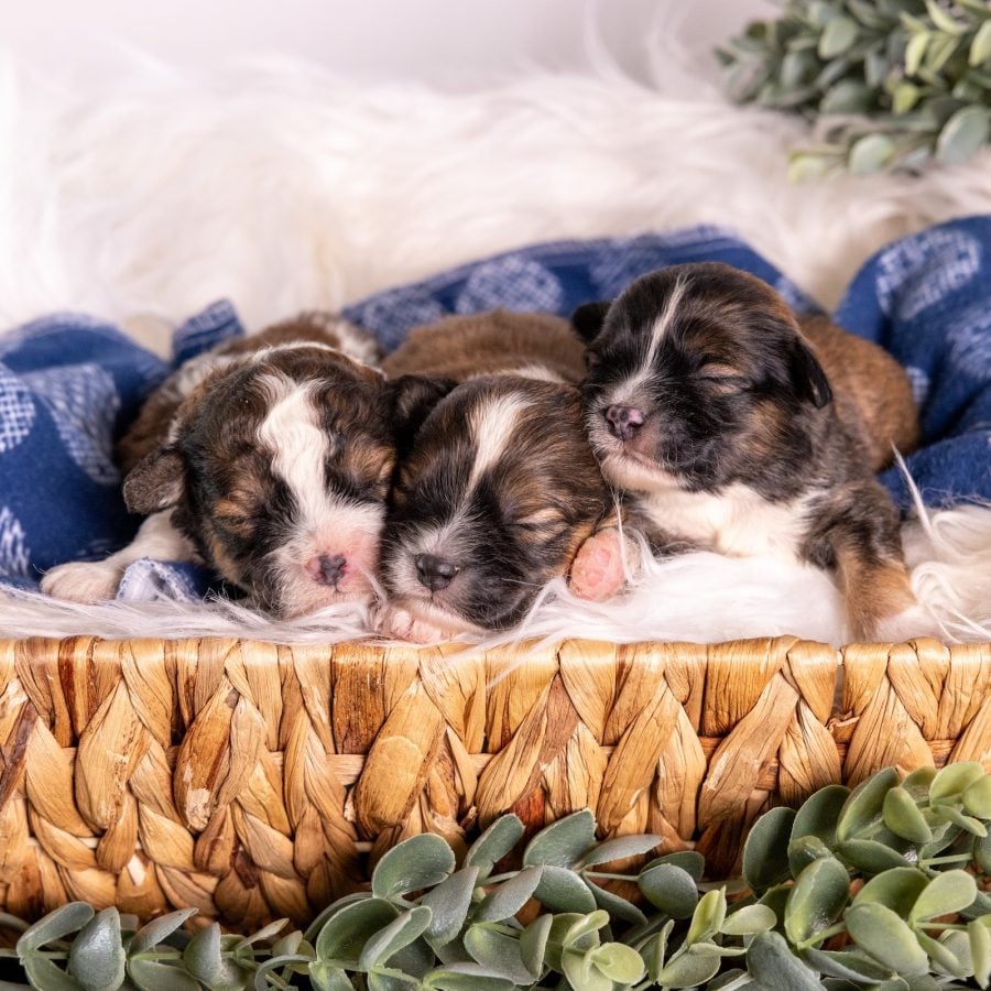 shichon teddy bear puppies