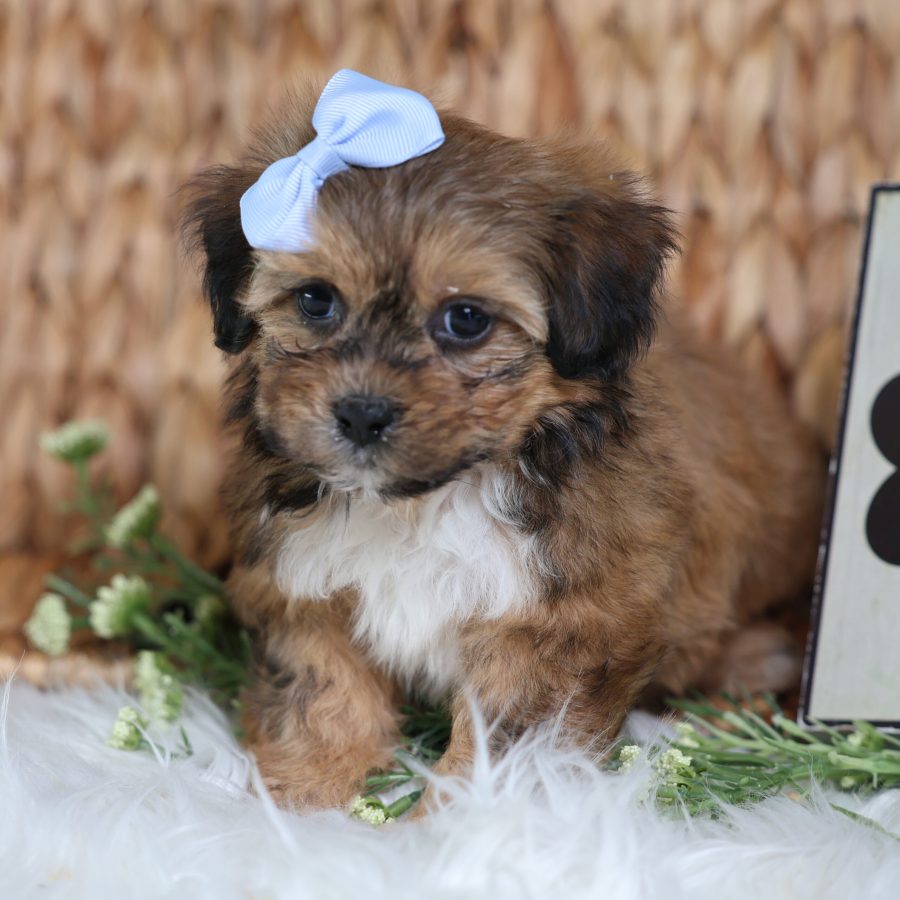 shichon teddy bear puppies