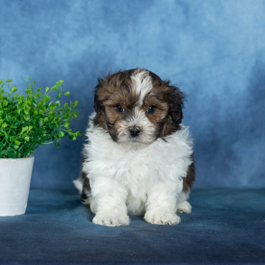 shichon teddy bear puppies