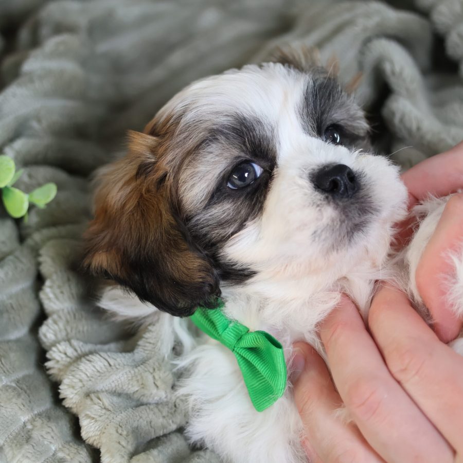 shichon teddy bear puppy for sale
