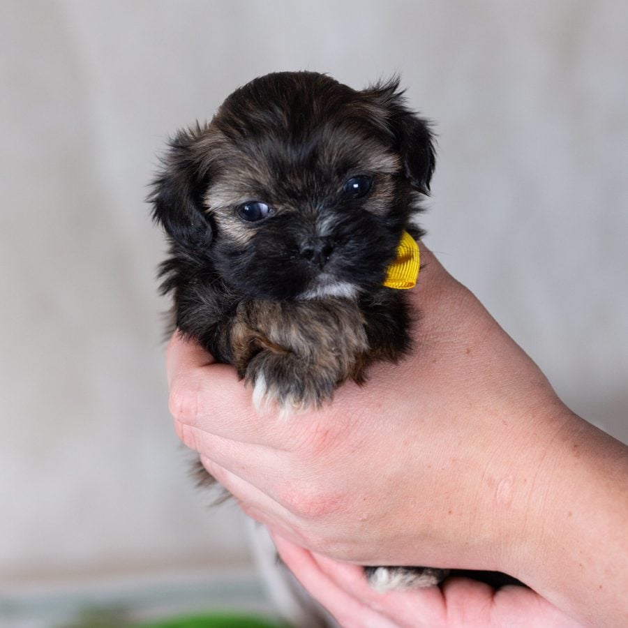 shichon teddy bear puppy near me