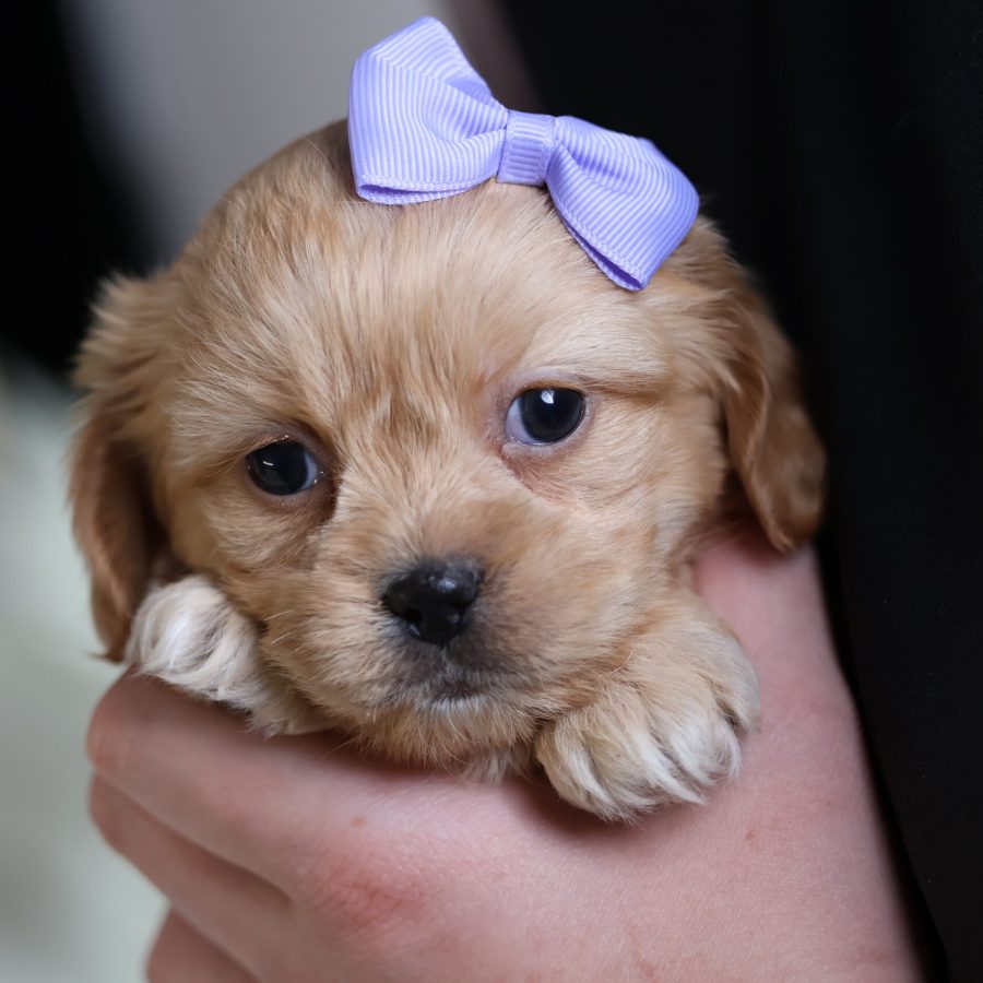 shichon teddy bear puppy