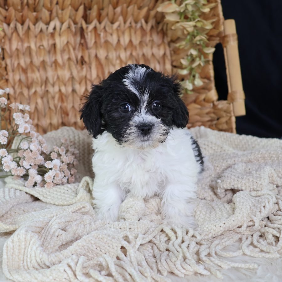 shichon zuchon puppies