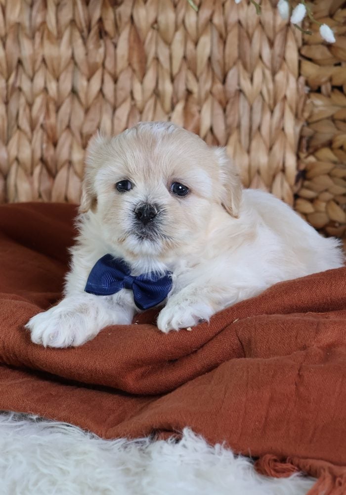 shichon zuchon puppies