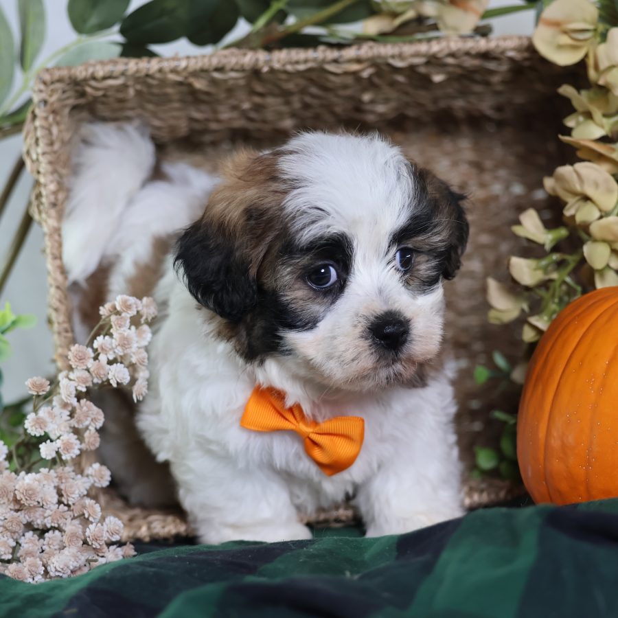 shichon zuchon puppies