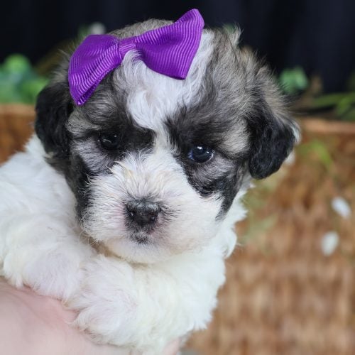 shichon zuchon puppies