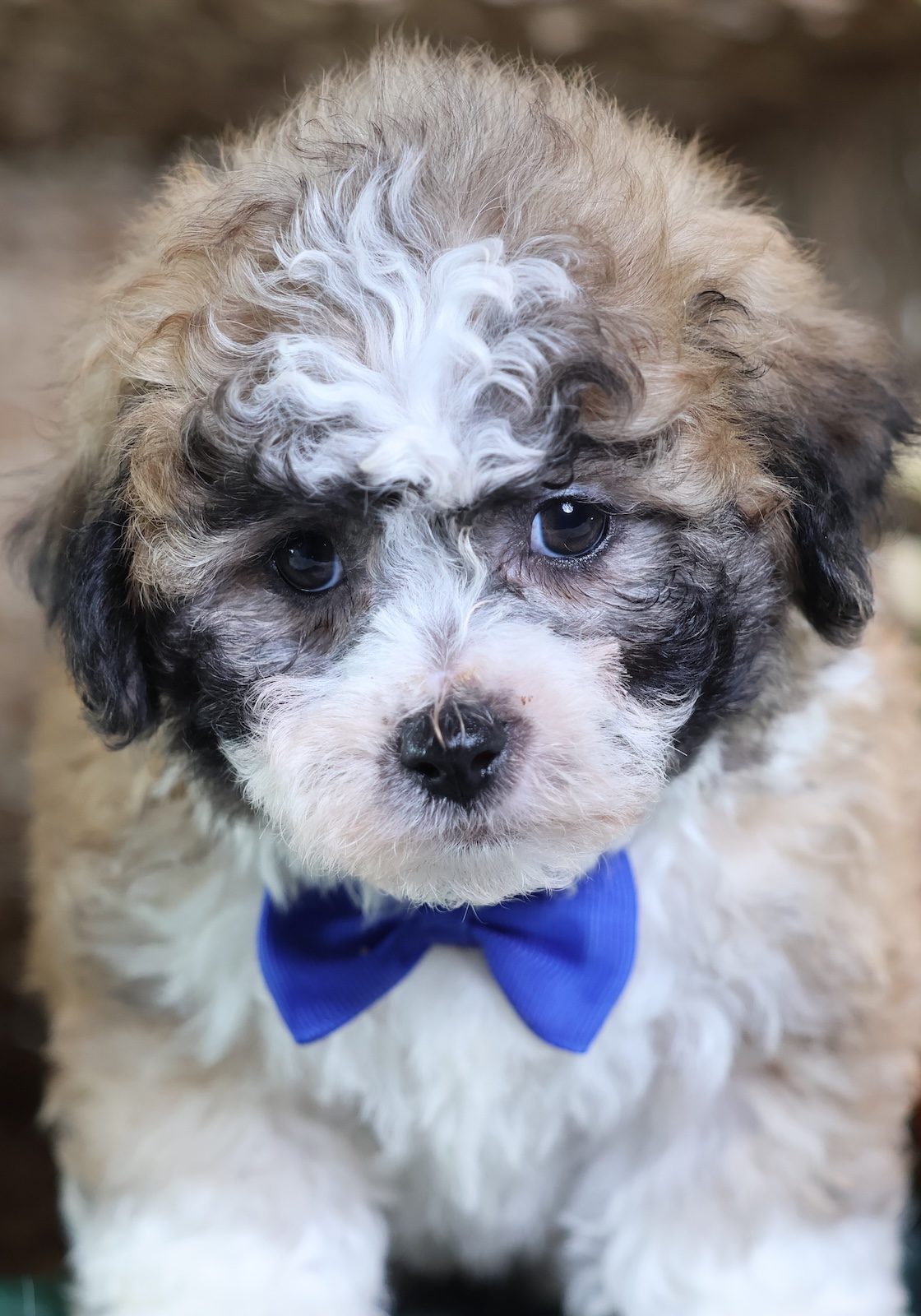 shichon zuchon puppies in pa