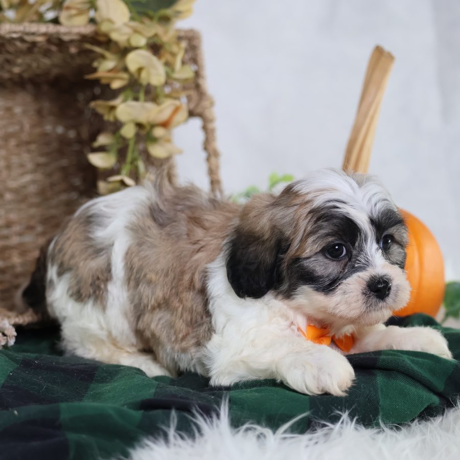 shichon zuchon puppies