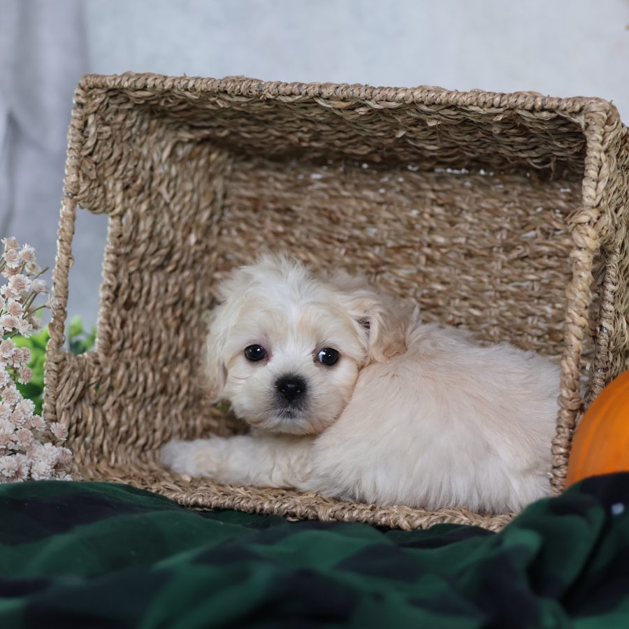 shichon zuchon puppies