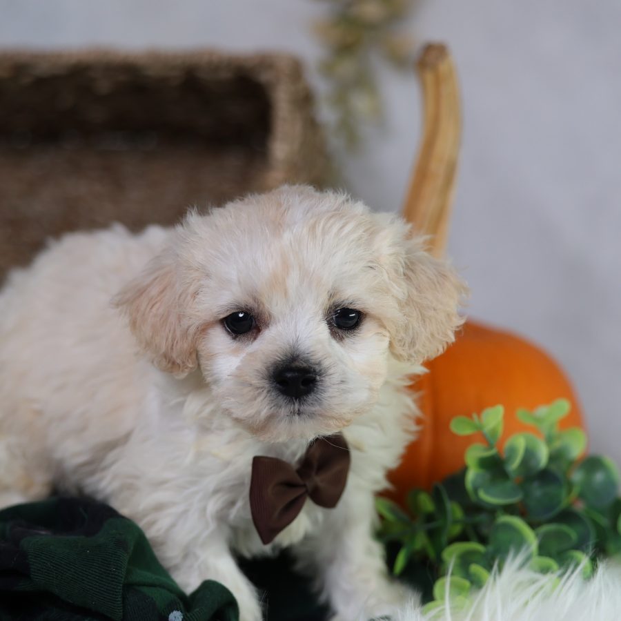 shichon zuchon puppies