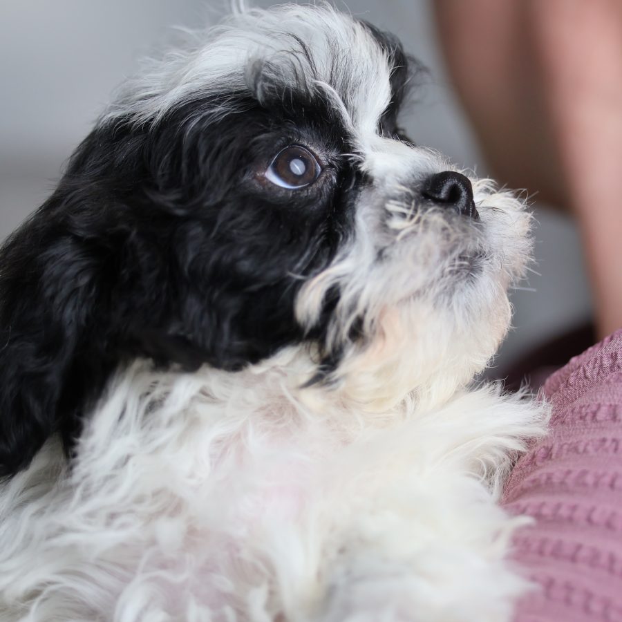 shichon zuchon puppies