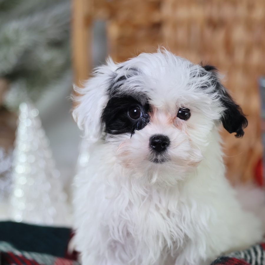 shichon zuchon puppies
