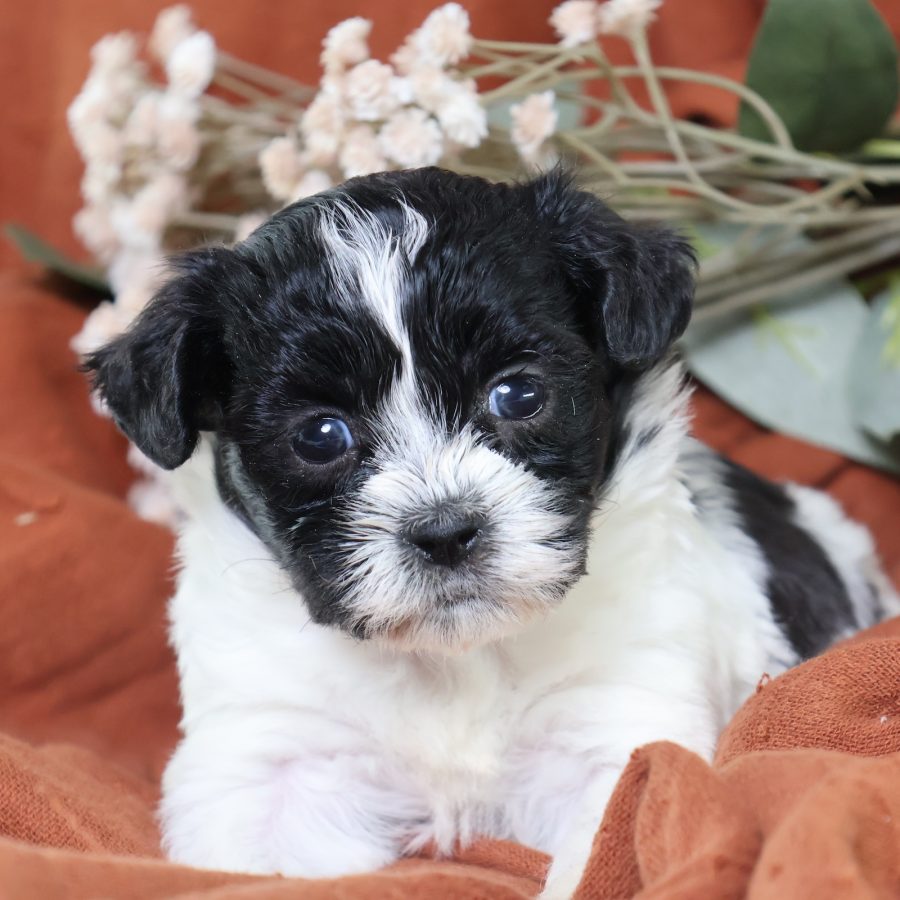 shichon zuchon puppies for sale