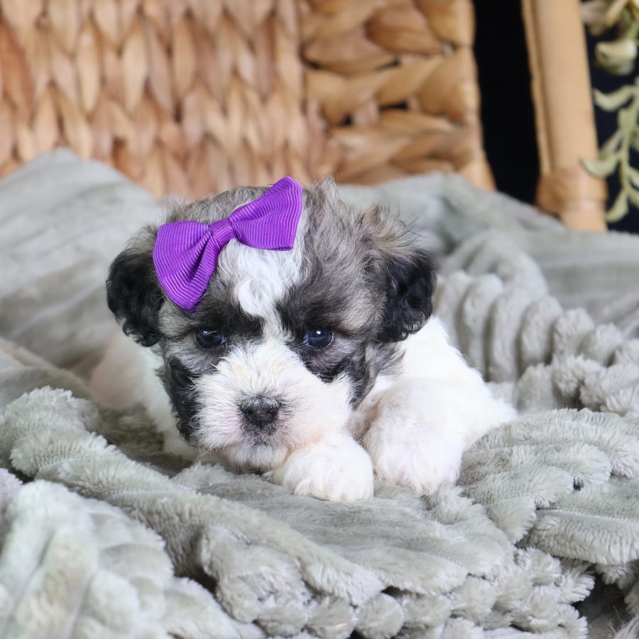 shichon zuchon puppies for sale