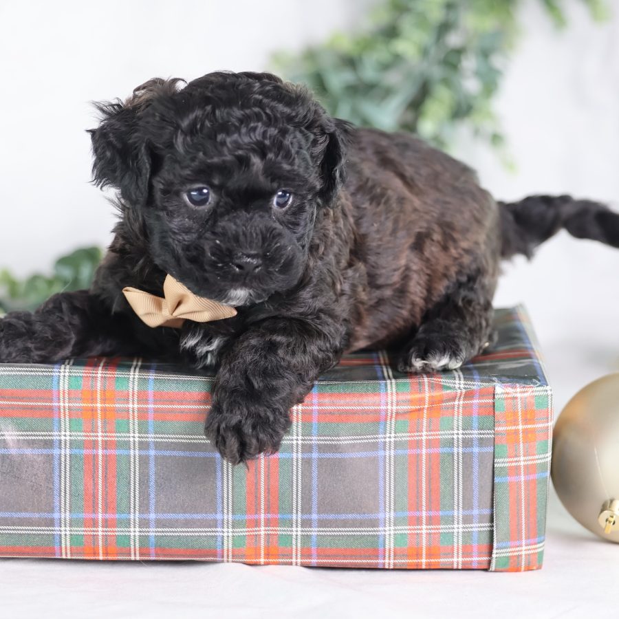 shichon zuchon puppies for sale