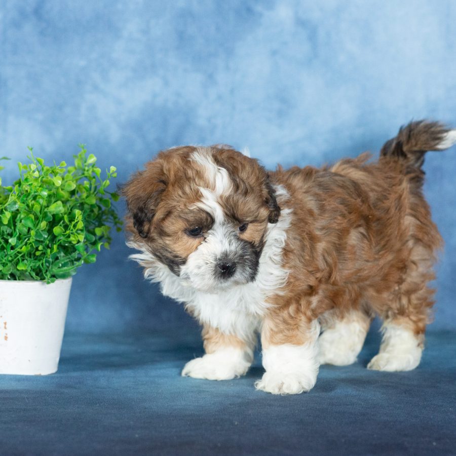 shichon zuchon puppies for sale