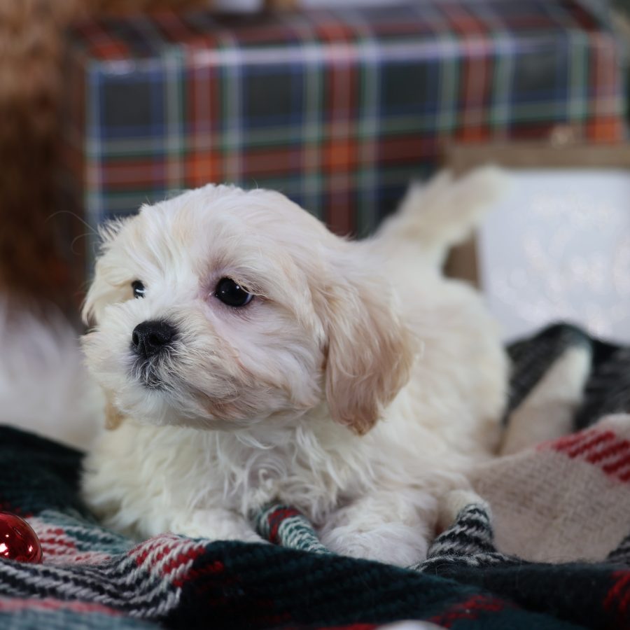 shichon zuchon puppies for sale