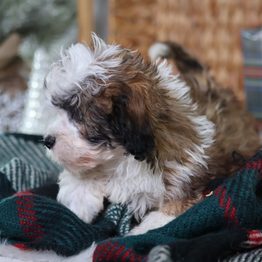 shichon zuchon puppies for sale
