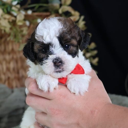 shichon zuchon puppy for sale