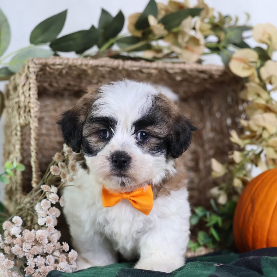 shichon zuchon puppies for sale
