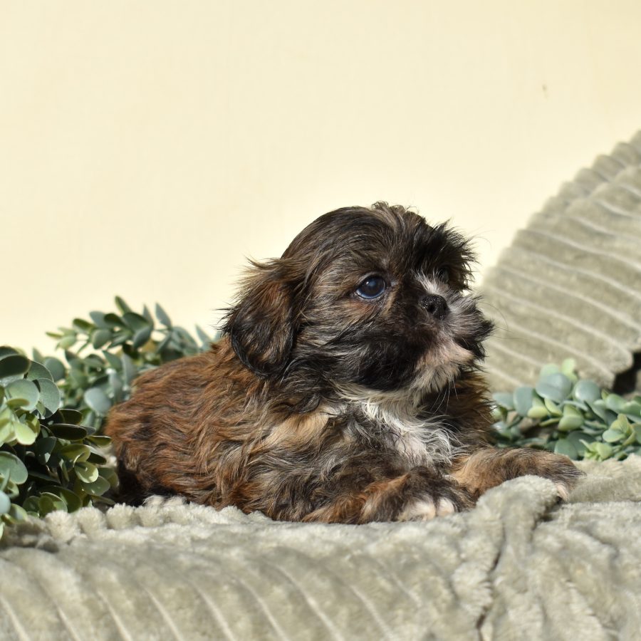 shichon zuchon puppies for sale