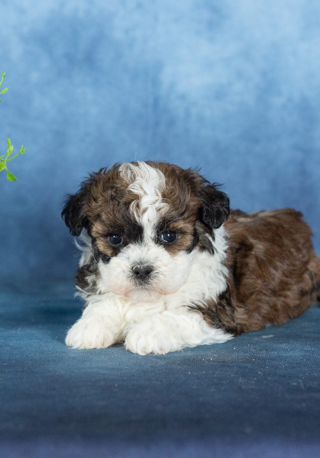 shichon zuchon puppies for sale