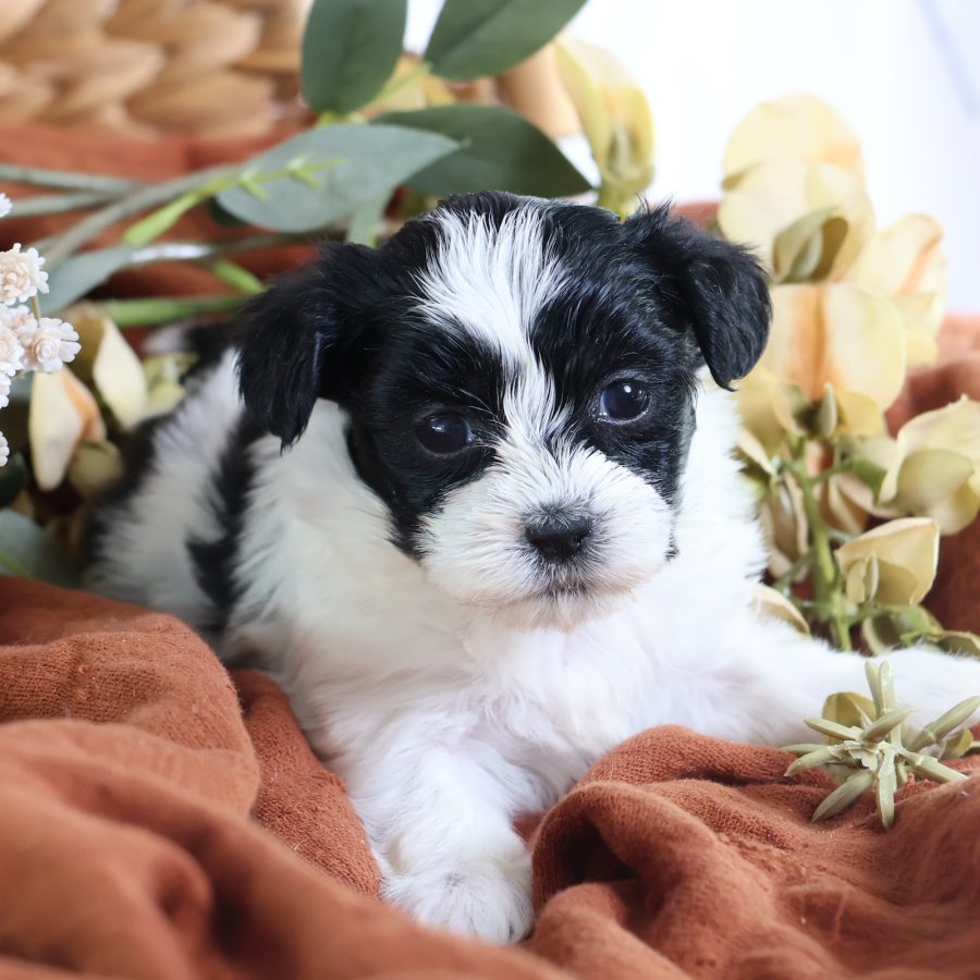 shichon zuchon puppies for sale